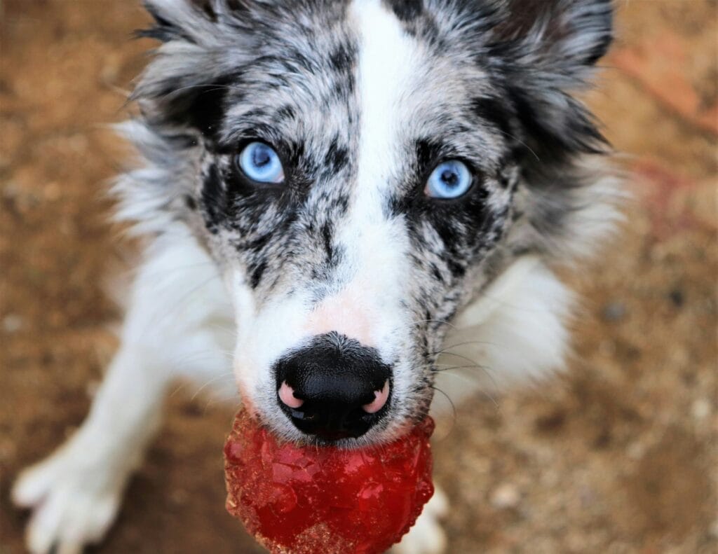 Dog holding a frozen raspberry treat in its mouth