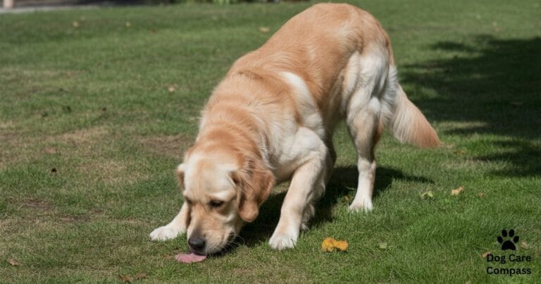 Vomiting in Dogs