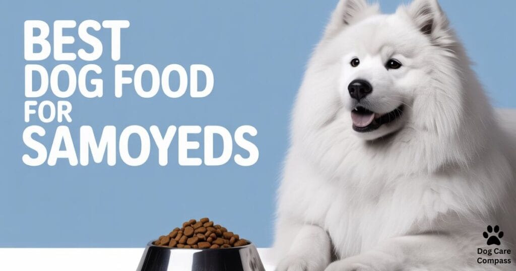 Best dog food for Samoyeds healthy meal bowl with premium ingredients