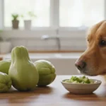 Dog looking at fresh chayote squash on a kitchen counter