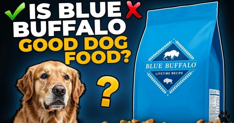 Is Purina One Good Dog Food? What the Ingredients Actually Tell You