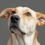 Dog shaking head but no ear infection — 7 real causes